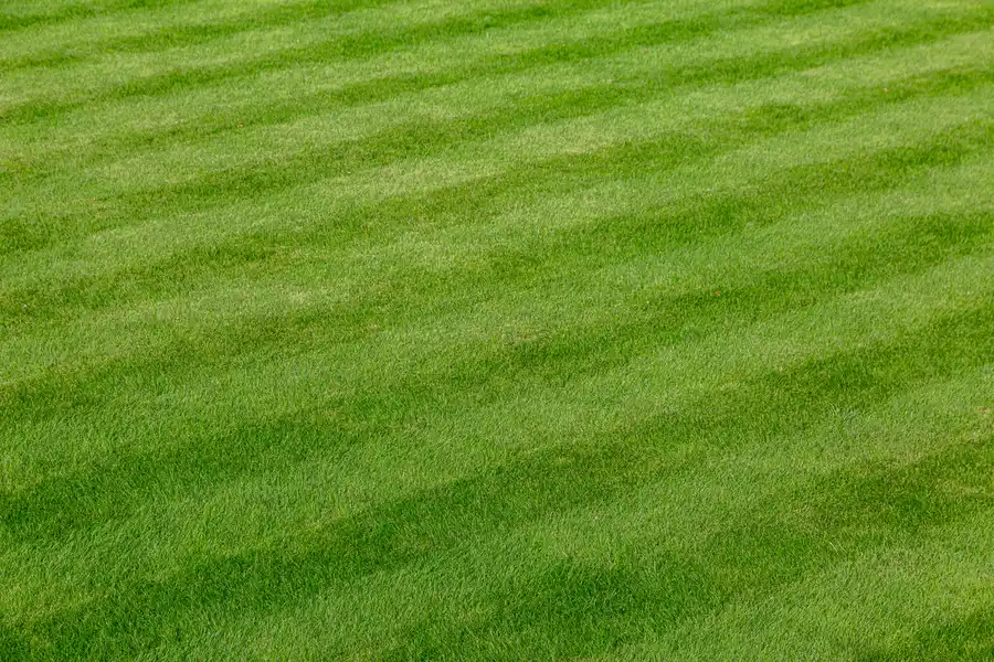 How To Fix Common Lawn Problems Quickly Sacramento, CA