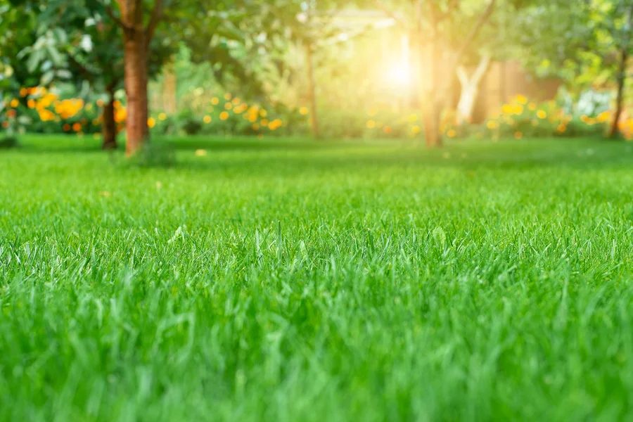 Top Lawn Care Trends Shaping The Landscaping Industry Sacramento, CA